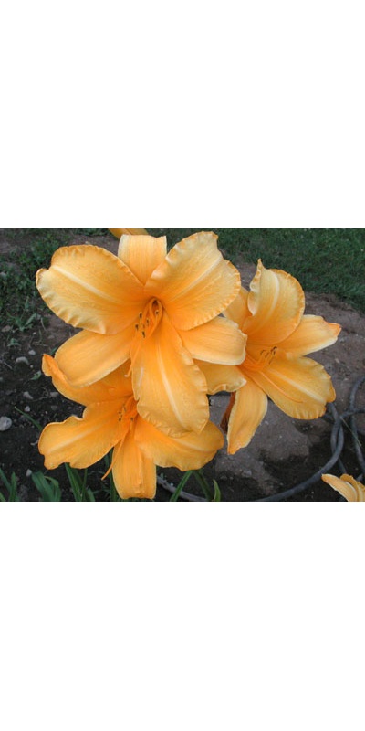 daylilies: PING (VT)