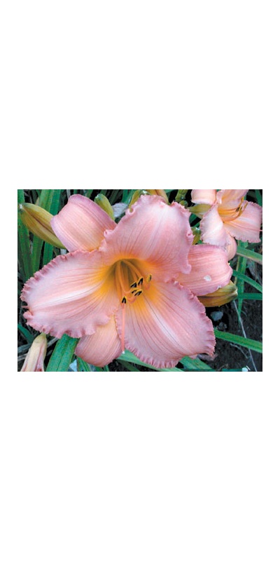 daylilies: PINK BALLERINA