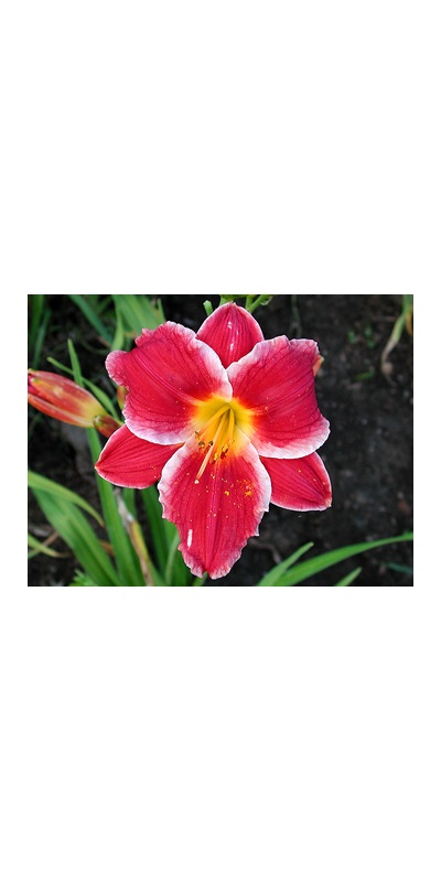 daylilies: POCKET CHANGE