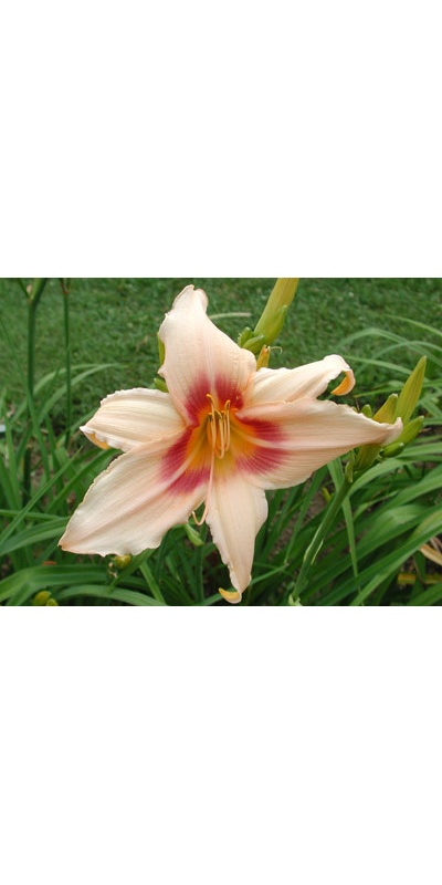 daylilies: PRAIRIE CHARMER