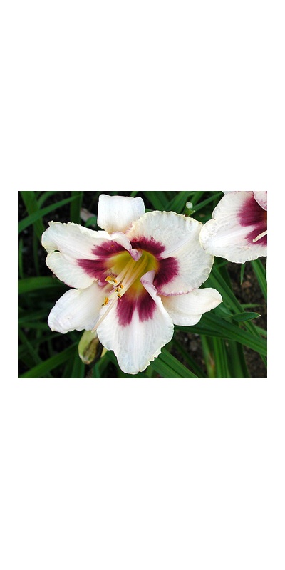 daylilies: PRIZE PICOTEE ELITE