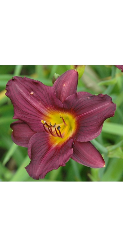 daylilies: PUNK