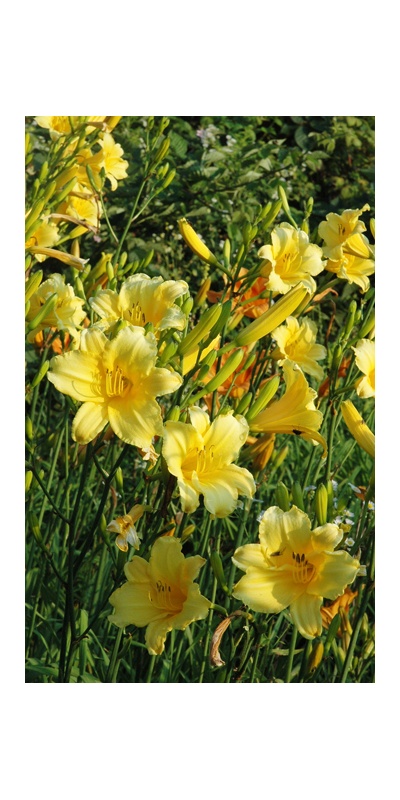 daylilies: PURITY