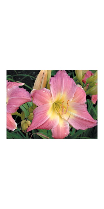 daylilies: PURPLE GIANT (VT)