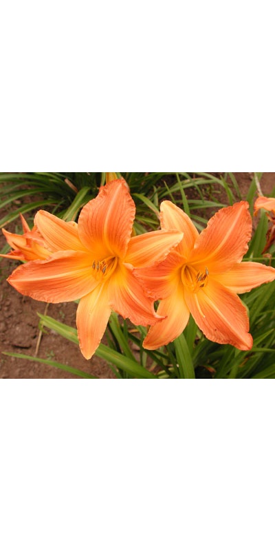 daylilies: RAJASTAN SANDS (VT)