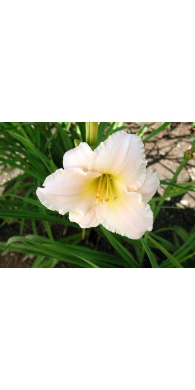 daylilies: RARE LOVE