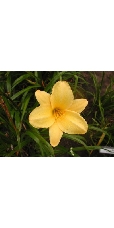daylilies: RASPBERRY LEMON