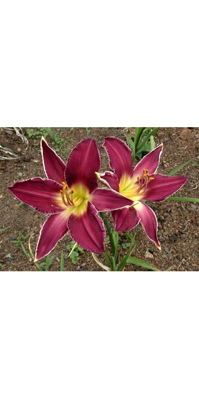 daylilies: REAL PURPLE STAR