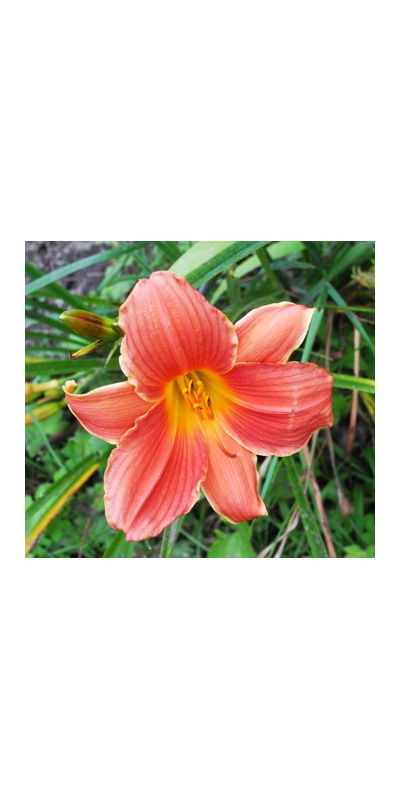 daylilies: RED PERSIMMON (VT)