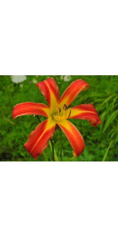 daylilies: RED RIBBONS