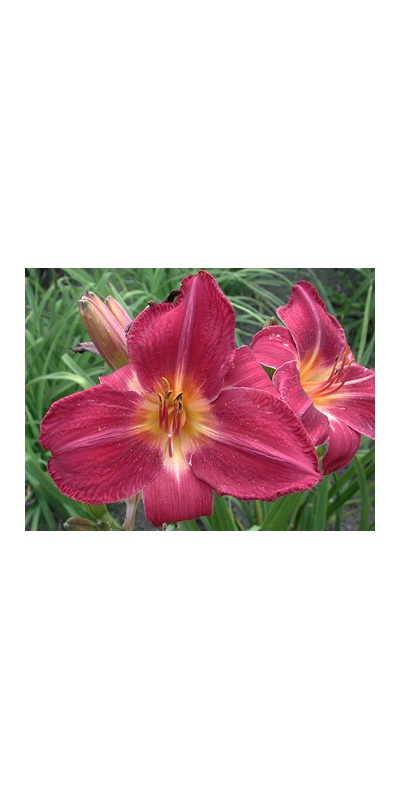 daylilies: RED VOLUNTEER