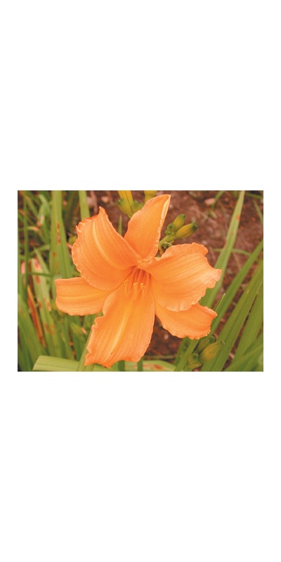 daylilies: RIGHT REGAL (VT)