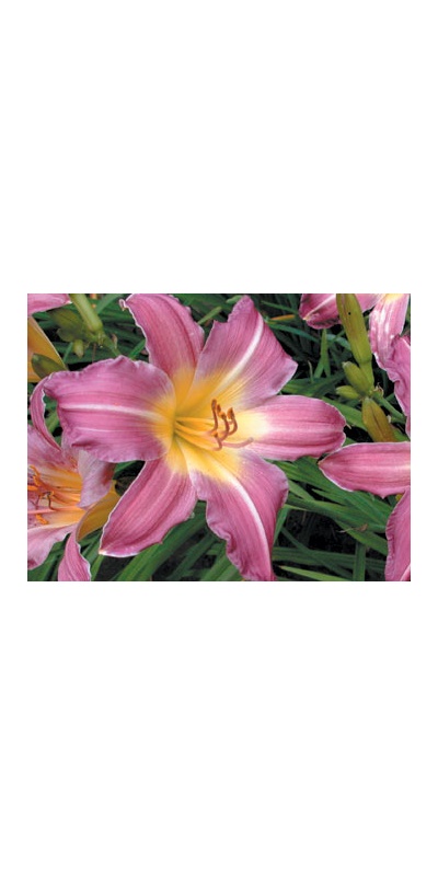 daylilies: RIPE GRAPES (VT)