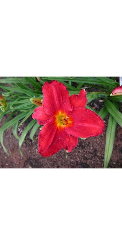 daylilies: ROLL TIDE (TO)