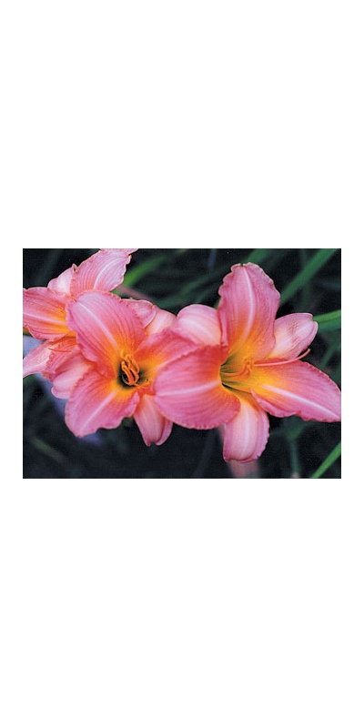 daylilies: ROSE ON PINK (VT)