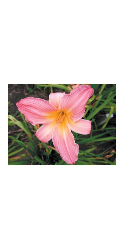 daylilies: ROSE RELIC (VT)