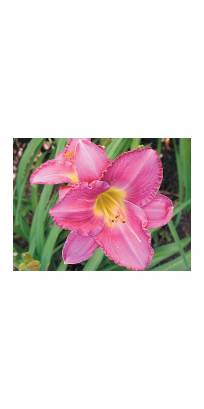 daylilies: ROYAL BLUE BLOOD