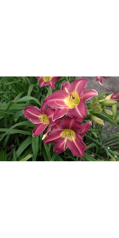 daylilies: ROYAL FIREWORKS