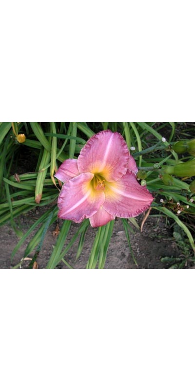 daylilies: ROYAL PALACE GUARD