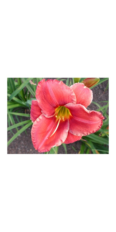 daylilies: RUBY SPICE
