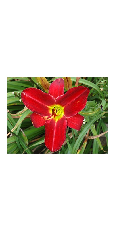 daylilies: RUBY THROAT