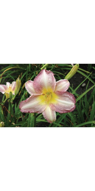 daylilies: RUFFLED TOUCH OF PURPLE (VT)