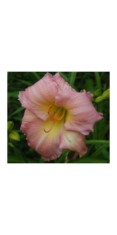 daylilies: BIRTHDAY CARD