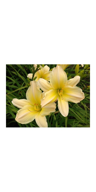daylilies: SATIN GLASS