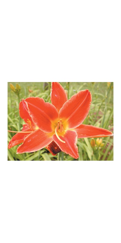 daylilies: SCREECH OWL