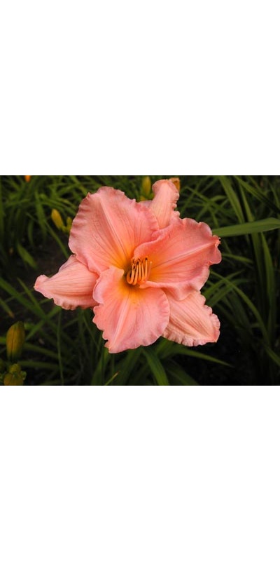 daylilies: SECOND THOUGHTS