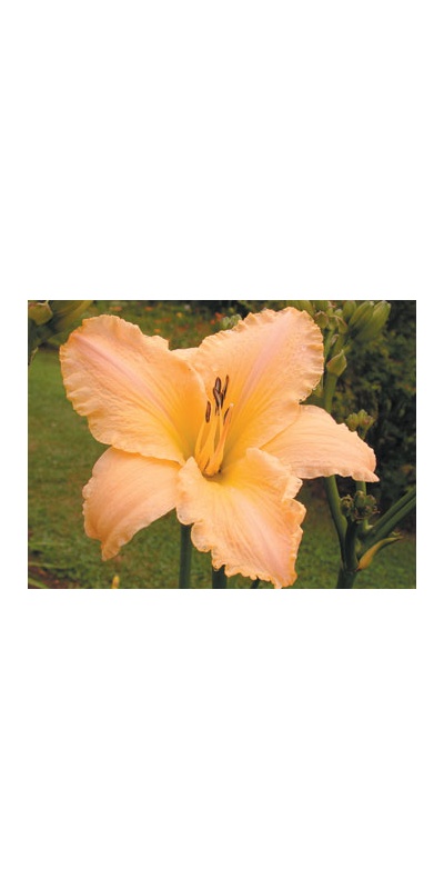daylilies: SHA NA NA