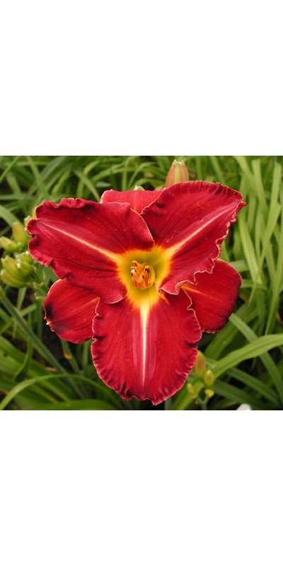daylilies: SHADES OF DARKNESS