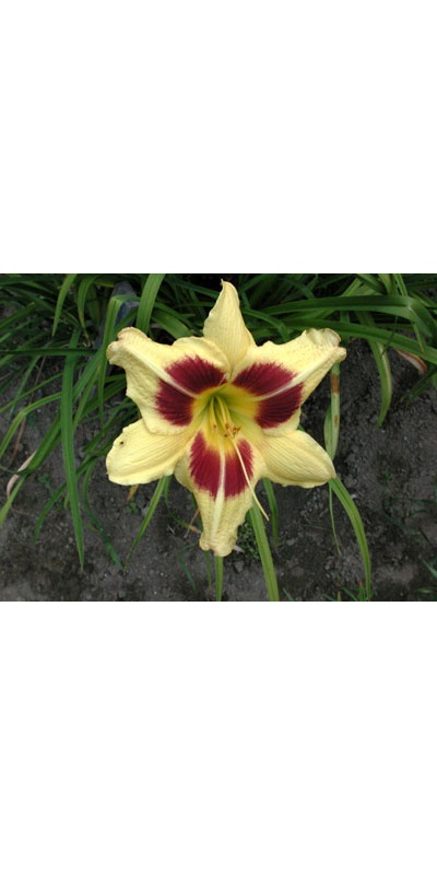 daylilies: SHADY LADY