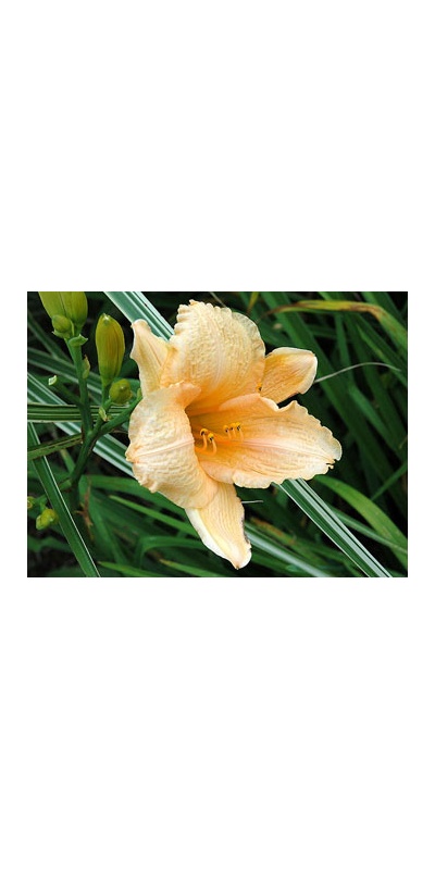 daylilies: SHOWMANSHIP (VT)