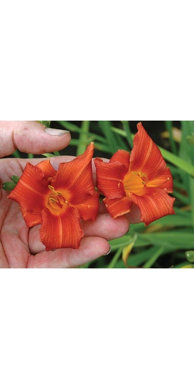 daylilies: SKIATOOK CARDINAL