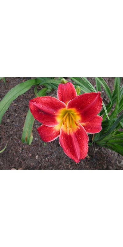 daylilies: SLIGO