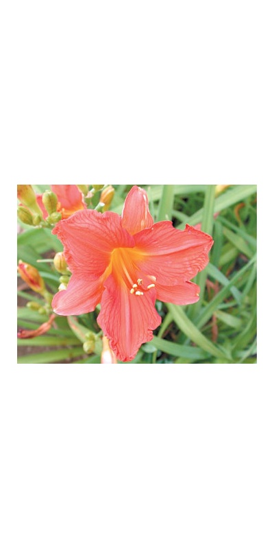 daylilies: SPARKIE
