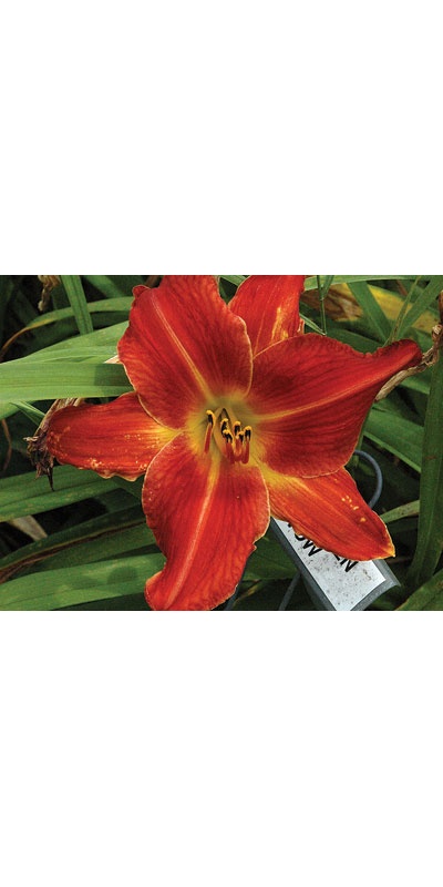 daylilies: SPOKEN VOW (VT)