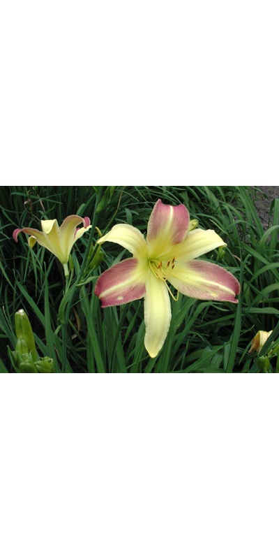 daylilies: SPRING FANTASY
