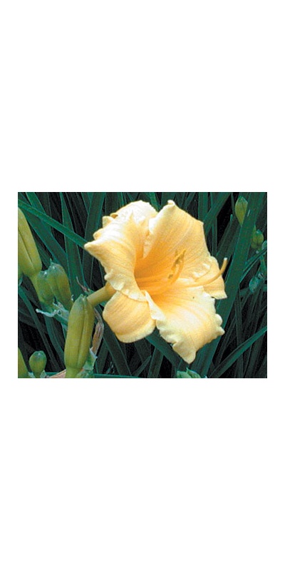 daylilies: STELLA D'ORO