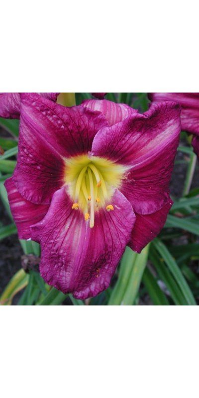 daylilies: STILL NIGHT
