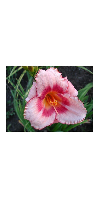 daylilies: STRAWBERRY CANDY