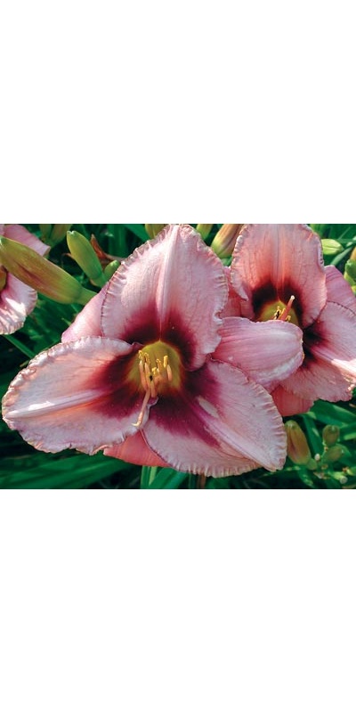 daylilies: BLACK EYE
