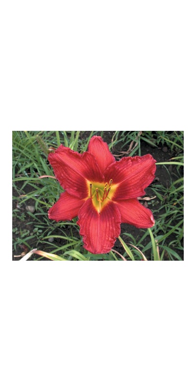 daylilies: TALL RED ROSY (VT)
