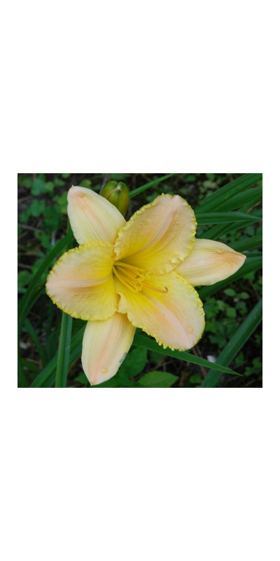 daylilies: TECHNY BREEZE