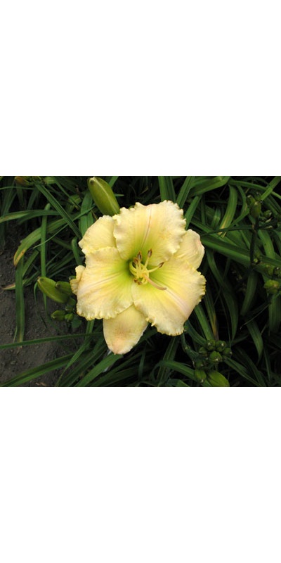 daylilies: TECHNY PERFUME DELIGHT