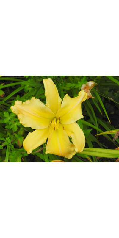 daylilies: ?TECHNY?