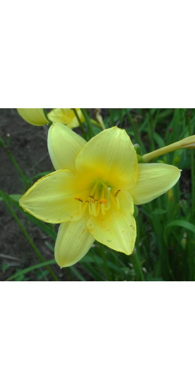 daylilies: THREE SEASONS