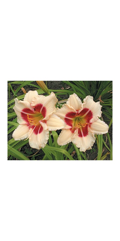 daylilies: TODD MONROE
