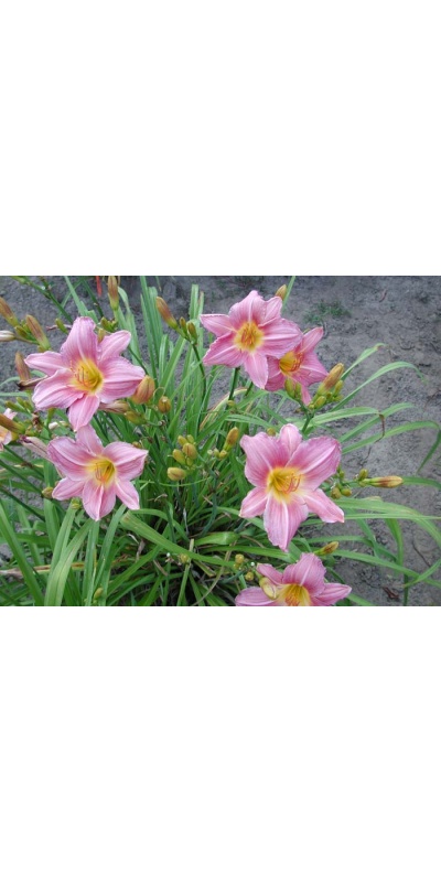 daylily blooms: VISIBLE TALENT (VT)